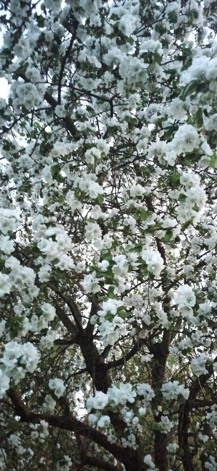 Noc ....pod drzewkiem - Arrou