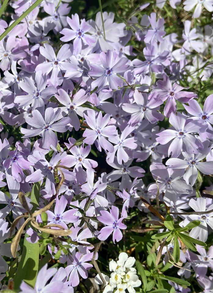 A39B7B19-BA54-4B8C-B1DF-5186FEF34F93.jpeg - markonii35