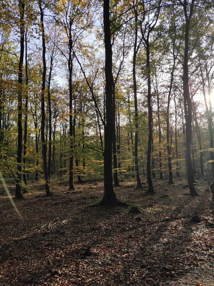 SAVE_20201022_155820.jpg - lok21