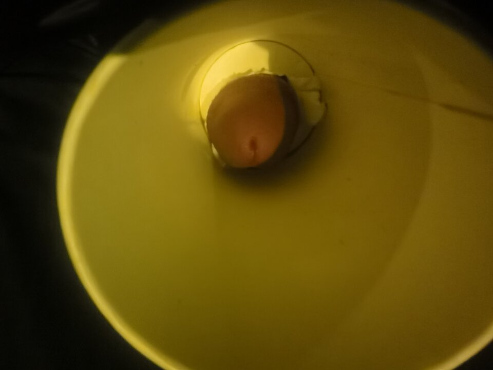 IMG_20220516_223616.jpg - Mabakol