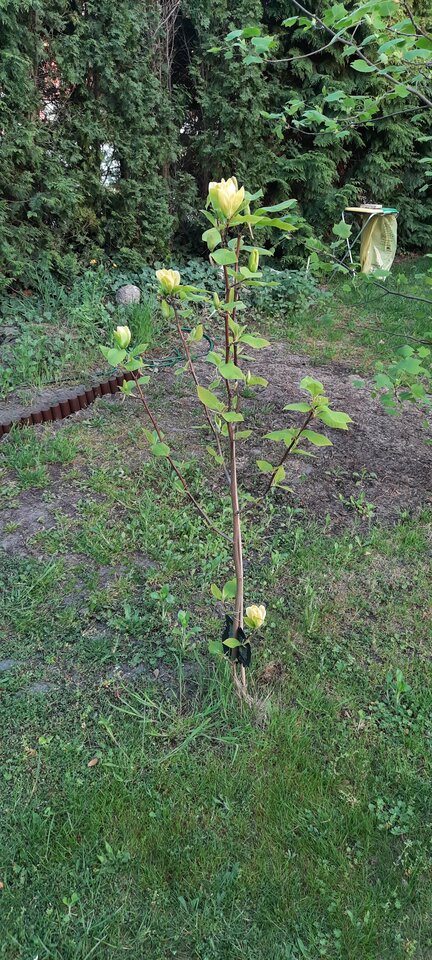 20220509_195342.jpg - koocio