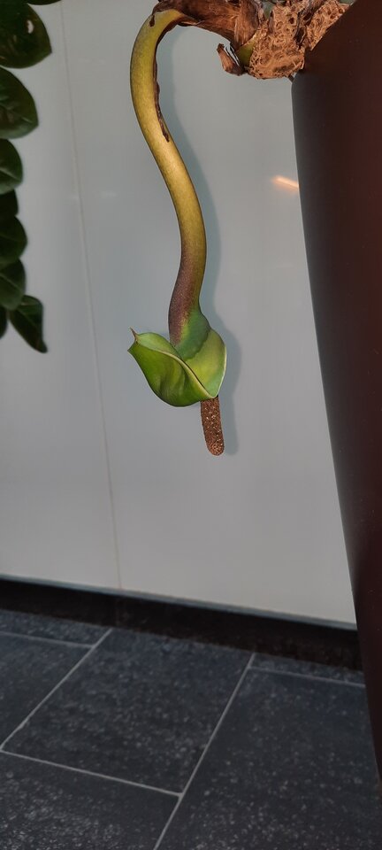 20220504_104719.jpg - koocio