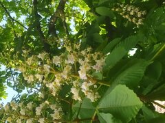IMG_20220517_173718_055.jpg