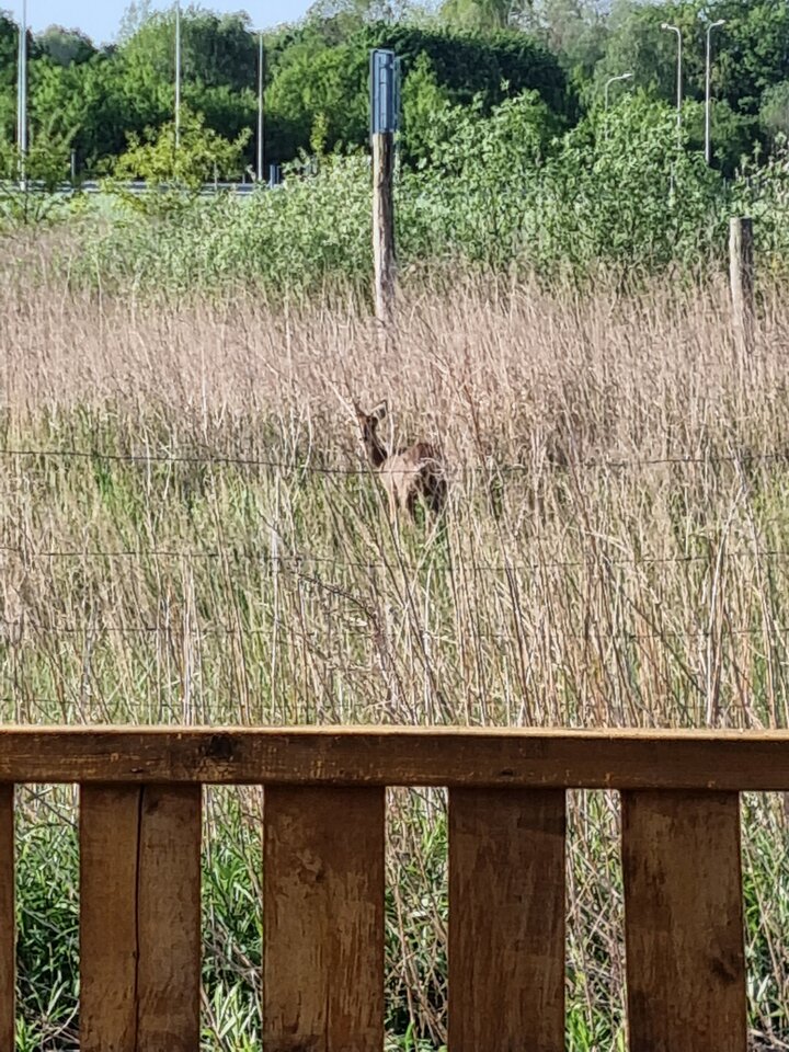 20220518_071744.jpg - ciekawy62