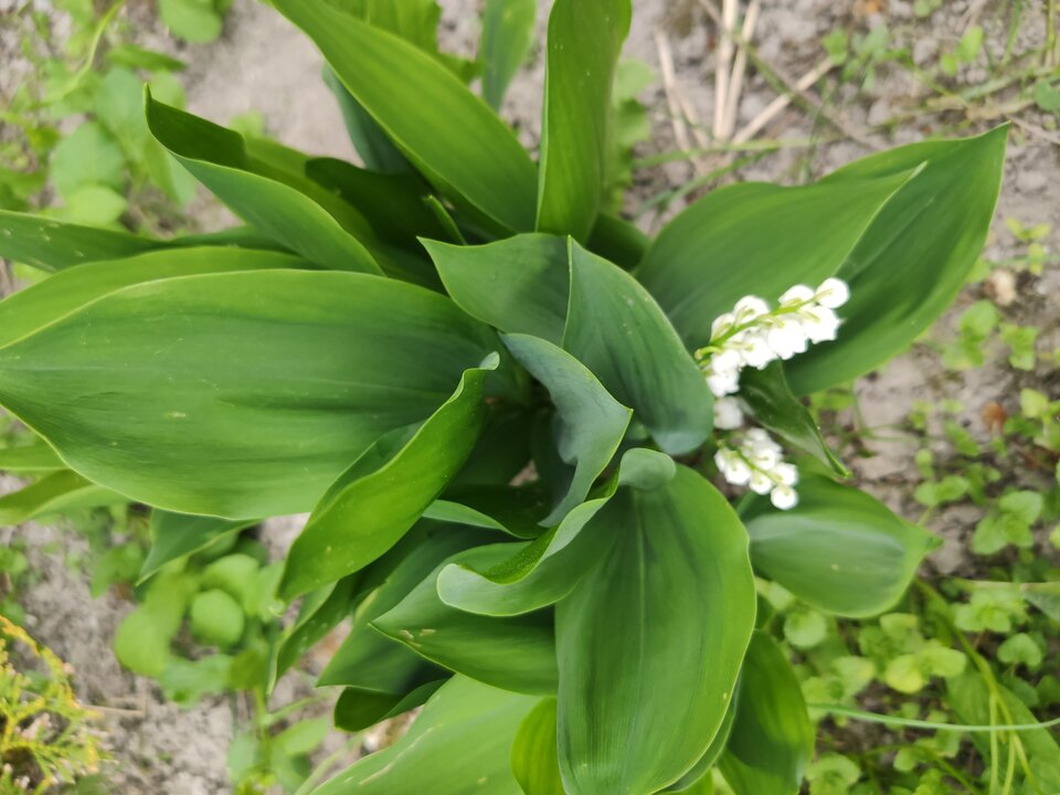 IMG_20220521_172341.jpg - Hubertokus