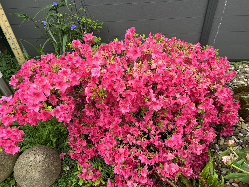 D479239C-D96F-40EA-9A84-78CAD2294134.jpeg - nrw670n