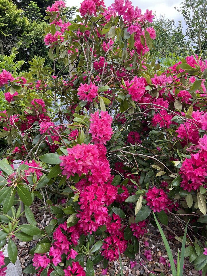 8D316A72-A303-4FF1-AC4B-C24E48C7655F.jpeg - nrw670n