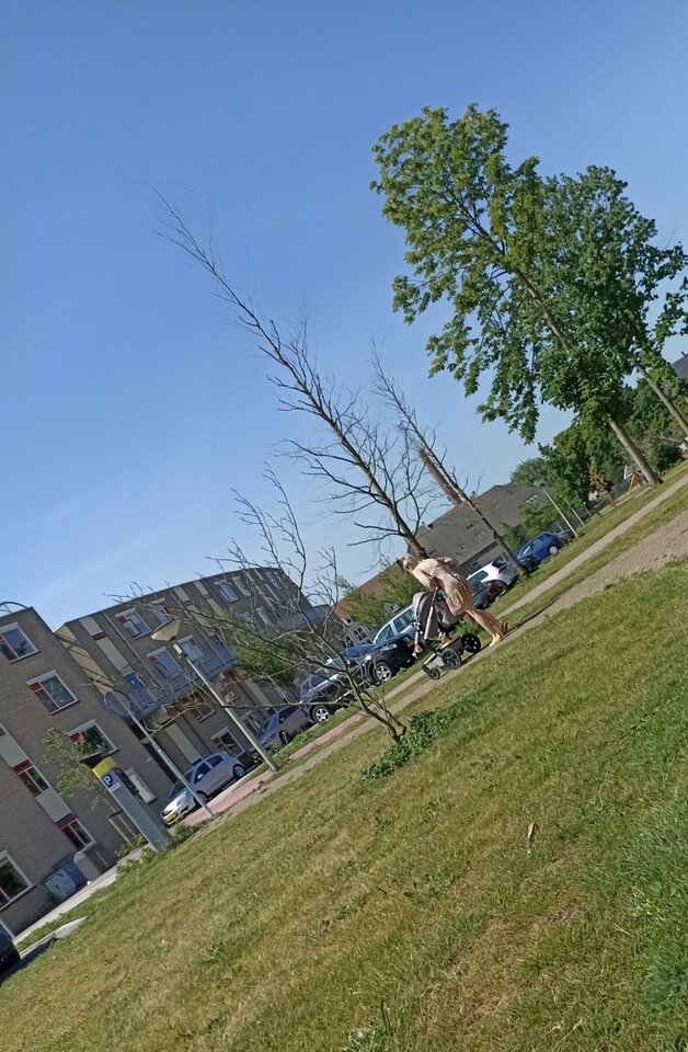 IMG_20220522_113248.jpg - DutchCum