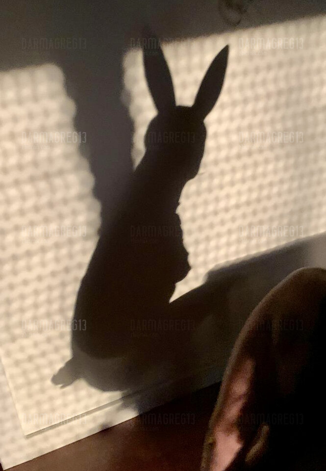 81D1B81A-A1A6-4654-95F1-F41A5A01B833.jpeg - DarmaGreg13