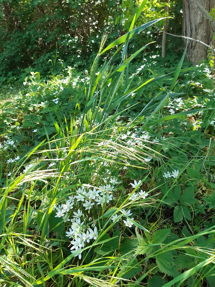 20220523_134813.jpg - torii99