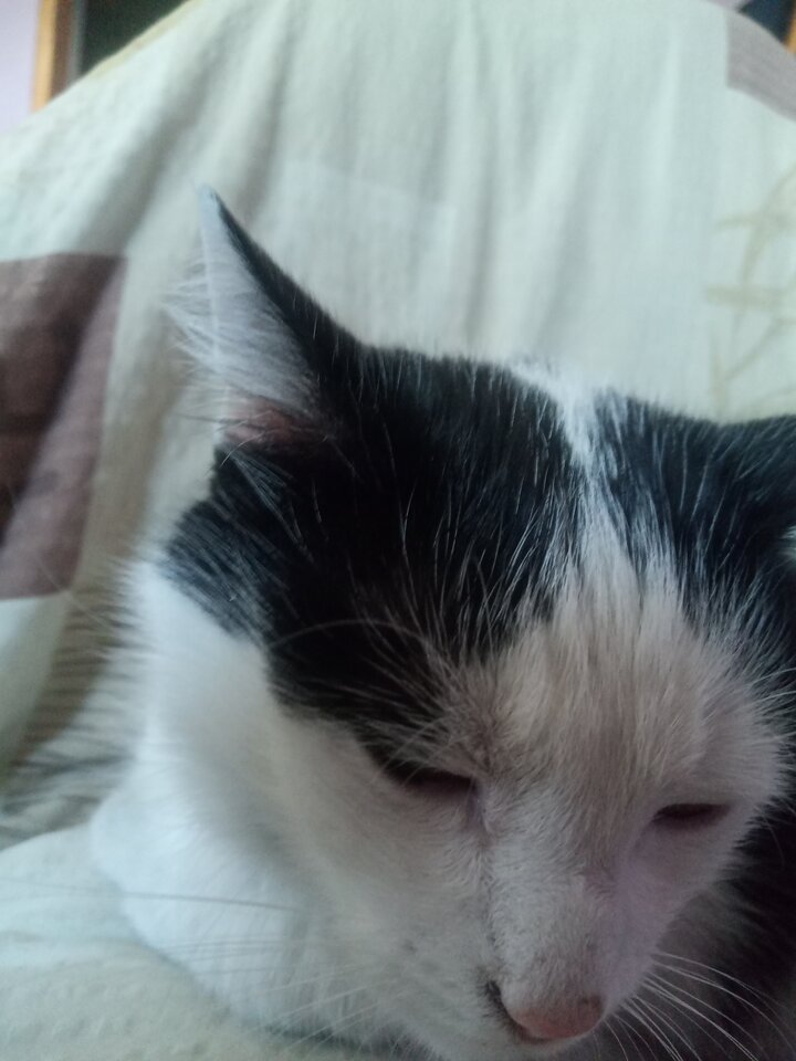 16535415312822690427142230502687.jpg - podruznik