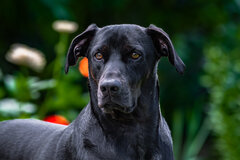 Koral w roli Cerbera ;)