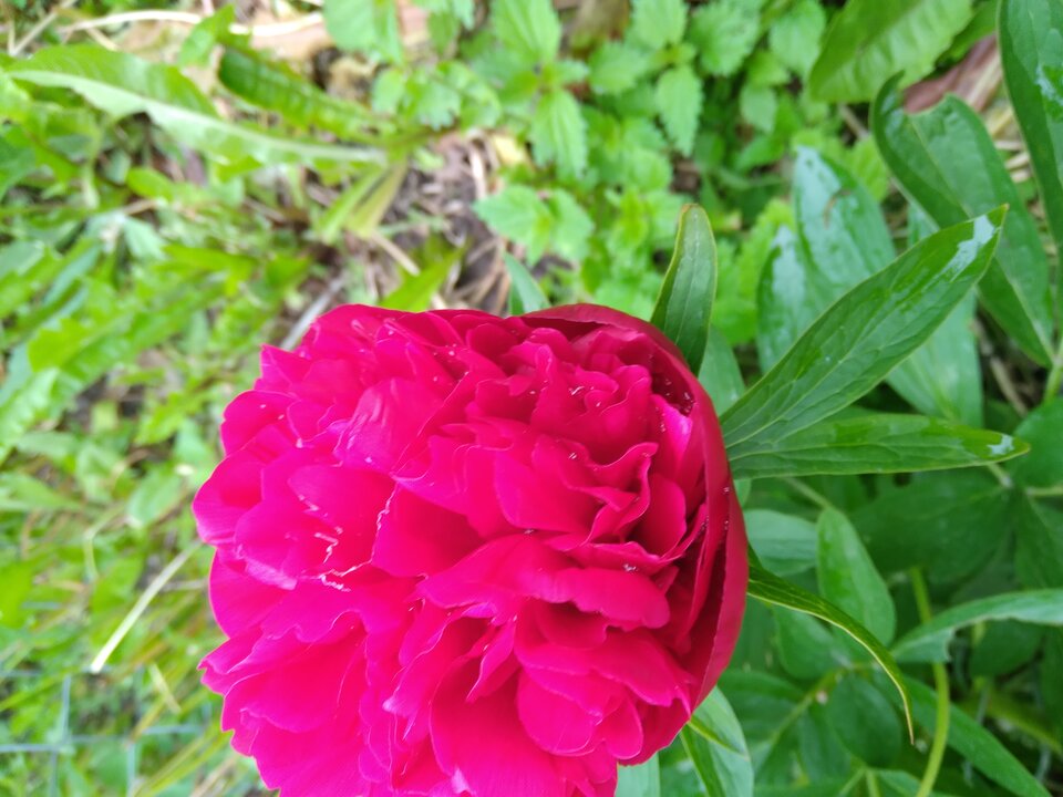 20220530_164655.jpg - Krzyszto1234