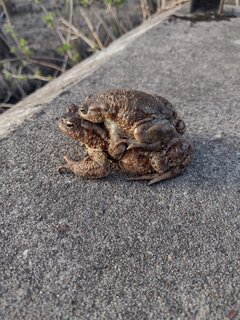 Nawet żaby wiedzą co dobre...😉😛