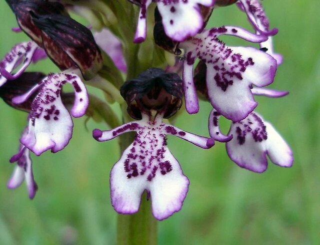 2 - Kwiat orchidei - Dotyk_690