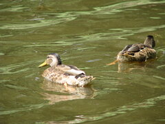 2008-07-20--STAWY_PAPROCANSKIE - 006.JPG