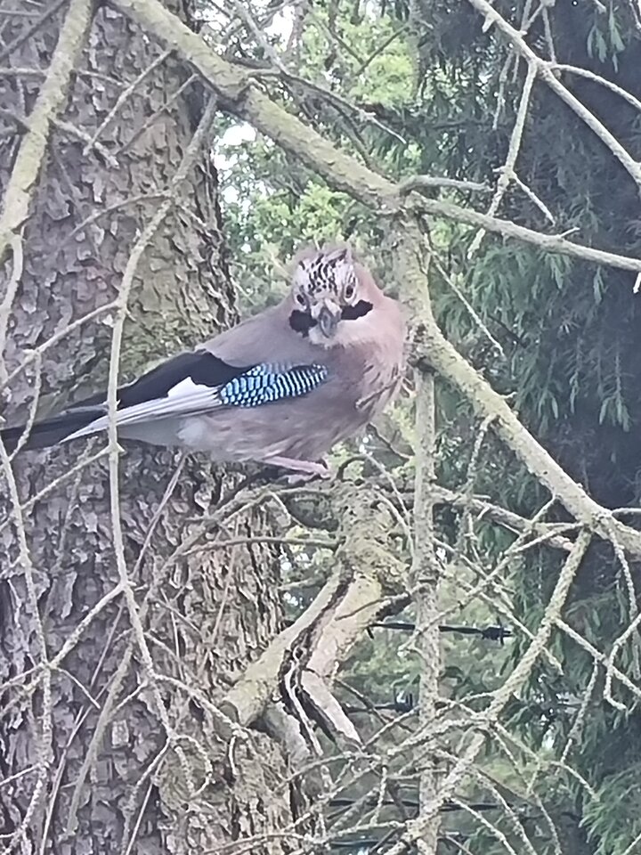 20220603_160518.jpg - ciekawy62