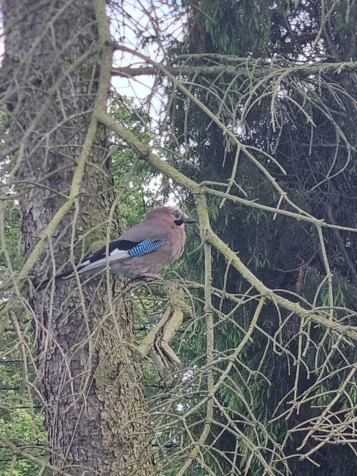 20220603_160533.jpg - ciekawy62