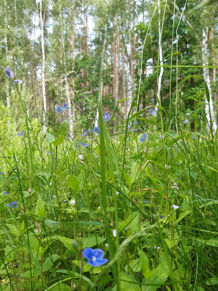 20220608_113851.jpg - torii99