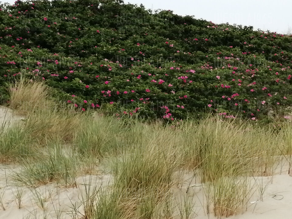 IMG_20220607_133955.jpg - wesola1965