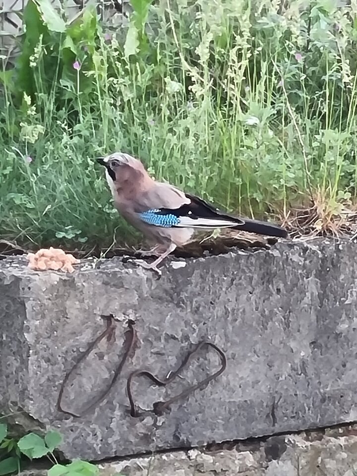 20220611_180024.jpg - ciekawy62