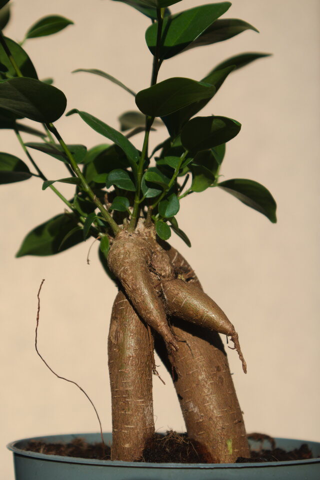 IMG_3202 z RAW.jpg - moniare8579