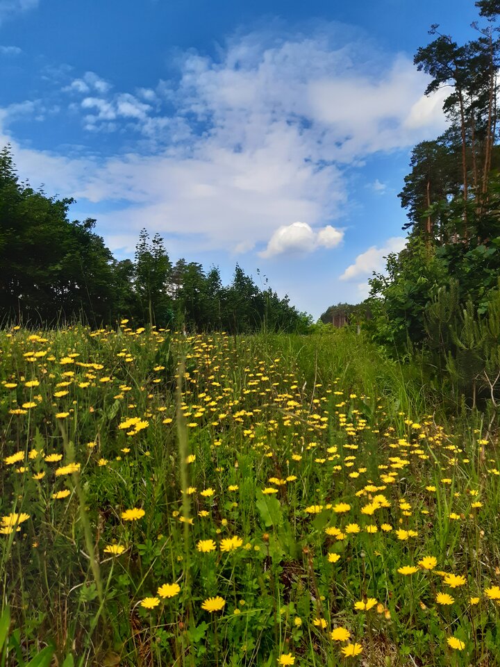 20220608_113029.jpg - torii99