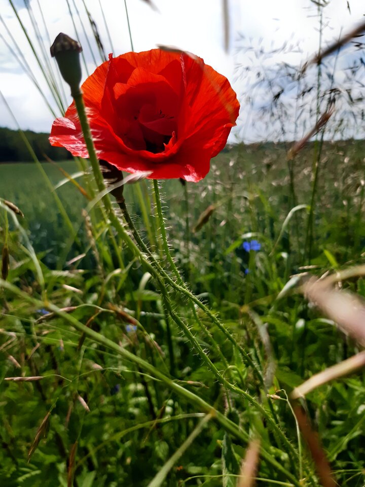 20220611_142555.jpg - torii99