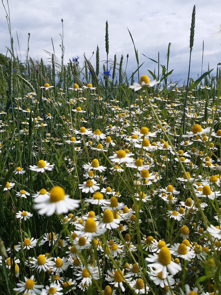 20220611_141759.jpg - torii99