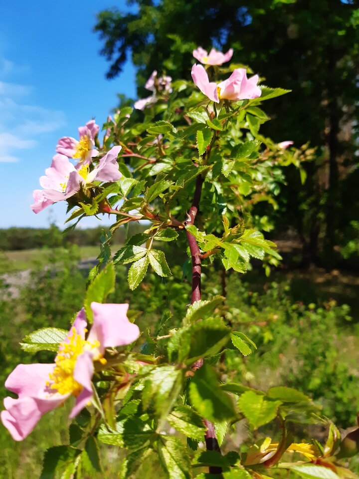 20220608_111405.jpg - torii99
