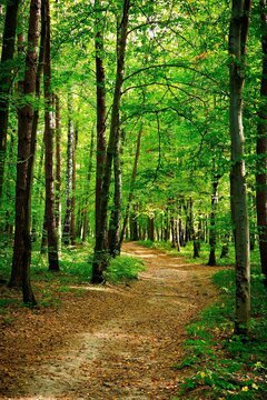 Idziemy do lasu, narobic hałasu...