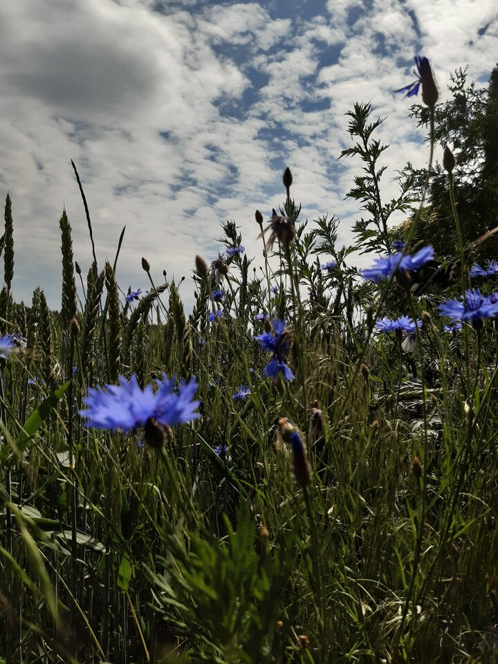 20220611_142231.jpg - torii99