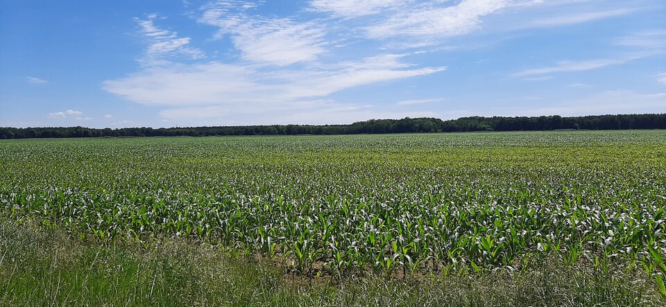 16552853517227180834519795259303.jpg - Mich1977