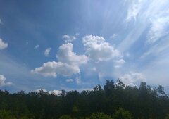 🌳🌅🌳