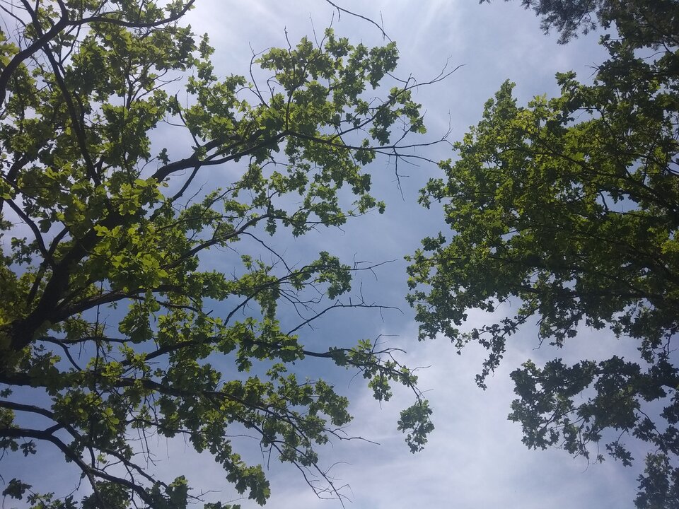 🌳🌳🌳 - phenisex