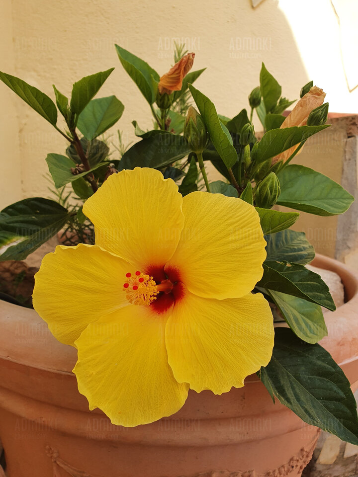 16553947935766278017653462736901.jpg - Adminki