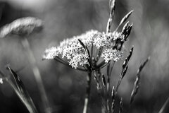 IMG_3101.JPG