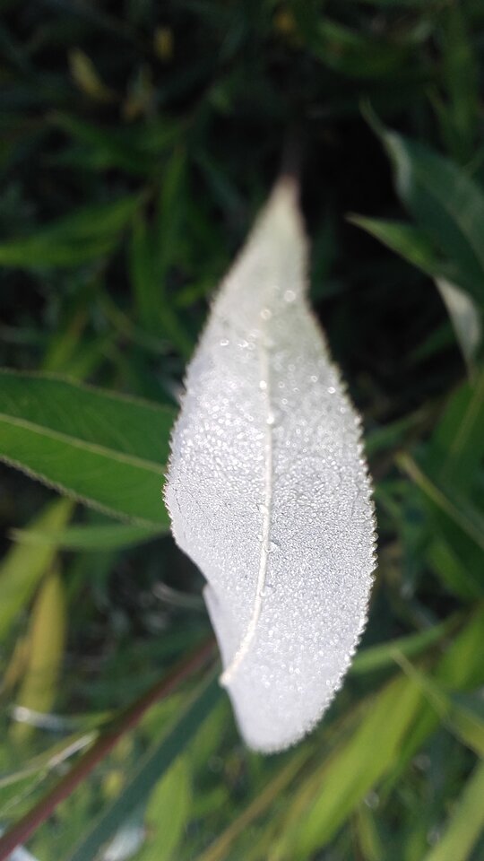 20220619_061448.jpg - Ina69