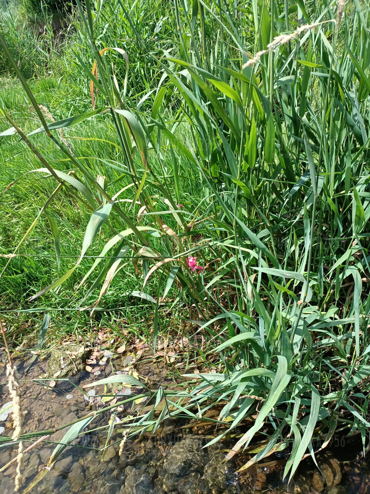 Kwiatek Rems :) - Eurydyka2956