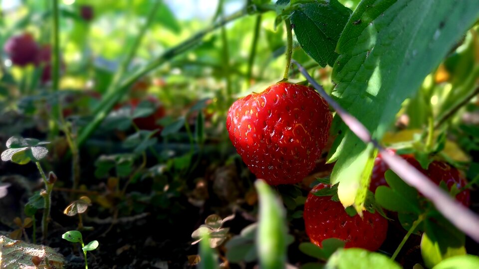 słodkości - mmmisio