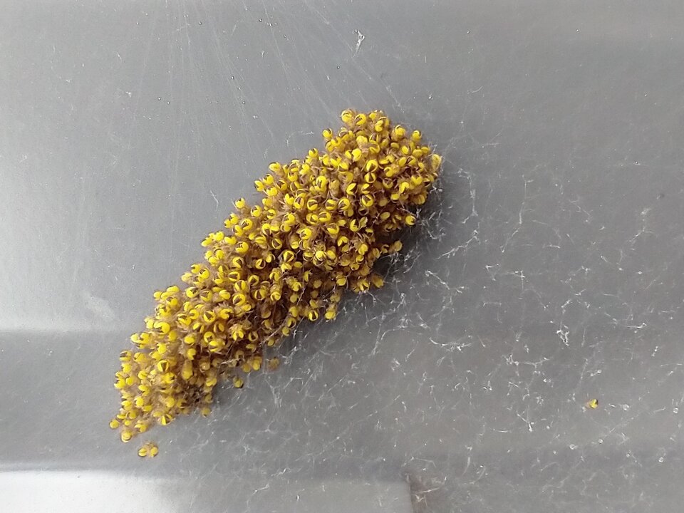 IMG_20220530_164344973.jpg - skrad_dleihs