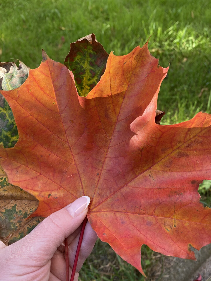 74C0210B-B6EB-49A9-94A9-90DFC3E74505.jpeg - Inuka46