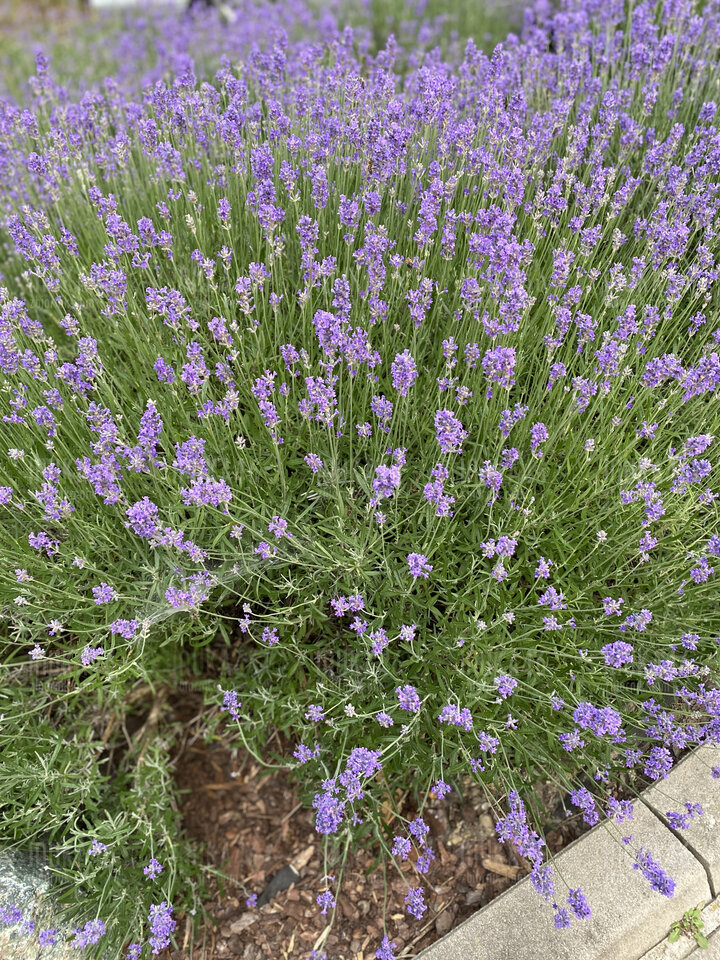 73575663-F06E-4545-B5E3-1E0D5E4D3148.jpeg - Inuka46