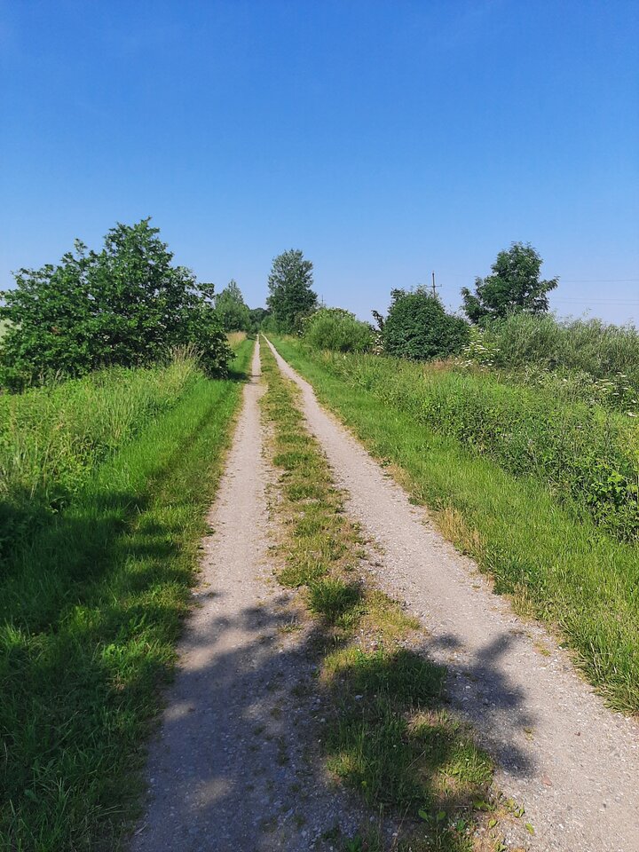 20220627_092831.jpg - dino8