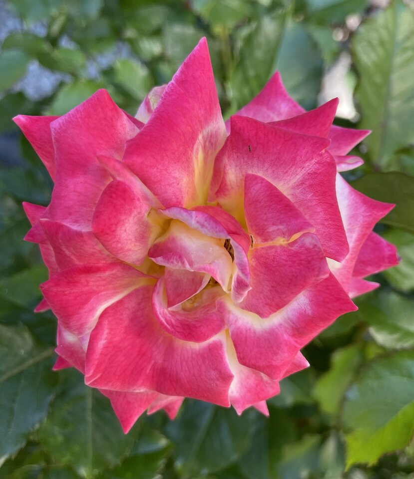 9028222D-D5E8-4FDA-832F-E649BBA4C4E8.jpeg - NaturystaXXX