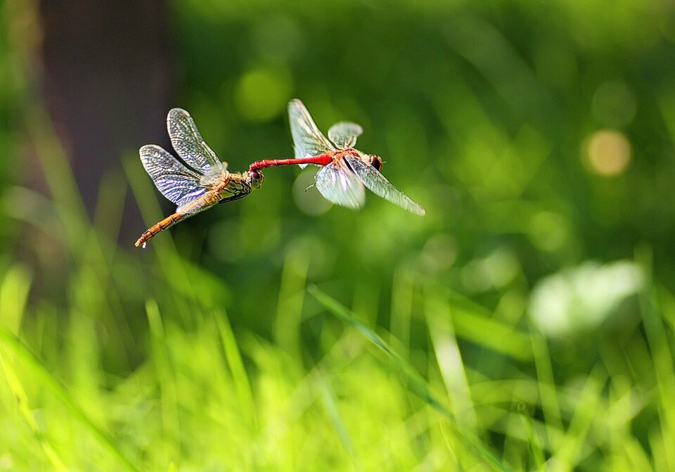 🙊🙉🙈 - Libellula