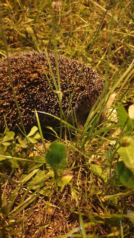 20220628_221156.jpg - reporter13