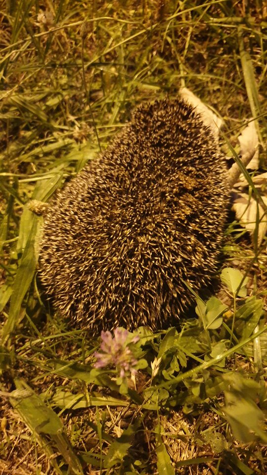 20220628_221037.jpg - reporter13