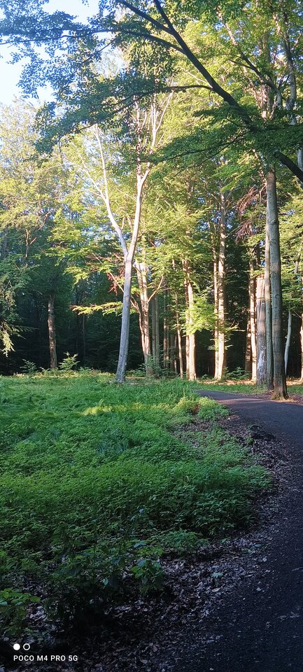 IMG_20220703_190640.jpg - Wstydliwi75