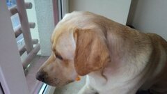 Moje kochane psisko ❤️